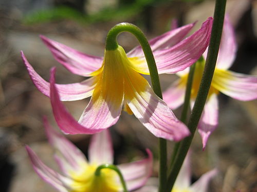 Erythronium purpurascens